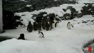 Hyperactive Little Penguin