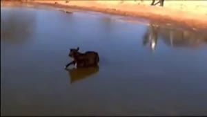 Helicopter Saves Calf From Frozen Lake