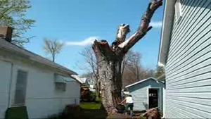 Tree Removal FAIL 