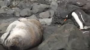 Penguin Encounters An Unusual Rock