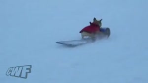 Dog Wants To Go Sledding