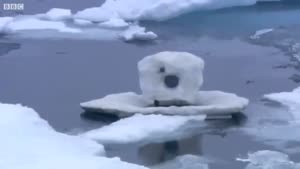 Polar Bears Hate Spy Cams