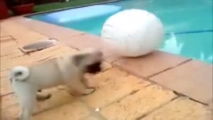 Pug Puppy Fail