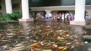 Koi Pond Feeding Time