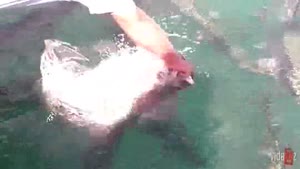 Tarpon Fish Feeding Fail