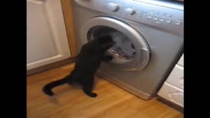 Cat vs Washing Machine