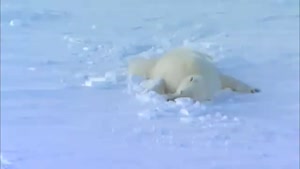 Flirting Polar Bear