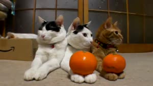 Cats And Oranges