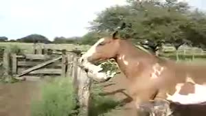 Horse Terrorises Cat