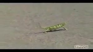 Groovin' Chameleon