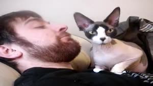 Naked Cat Loves Beards