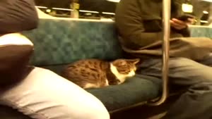 Cat In The Subway