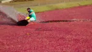 Wakeboarding A Cranberry Bog