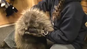 Porcupine Thinks He's A Puppy