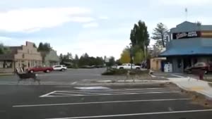 Deer Using Crosswalk