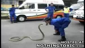 Animal Control Tries To Calm Down Cobra