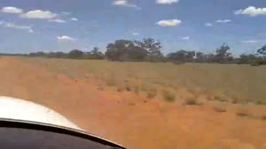 Close Encounter With An Emu