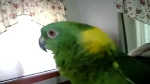 The Perfect Singing Parrot