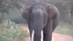 Charging Elephant With The Crazy Eyes