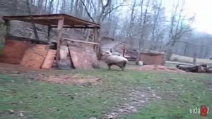 ADHD Lamb Plays With Dog