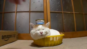 Sleeping Cat Balances Tuna On His Head