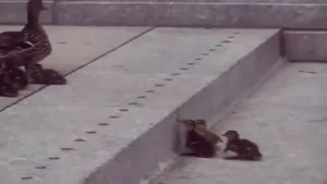 Tiny Ducklings Step Climb Fail