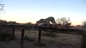 Cuddling With A Cheetah