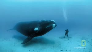 Meeting A 45 Foot Whale