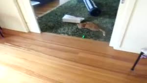 Laser Bowling With Your Cat