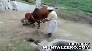 Cow Uses Man's Head As Soccer Ball