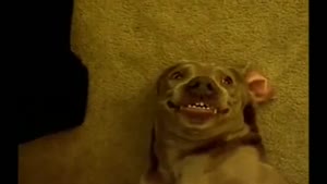 Farting Dog Pulls A Funny Face