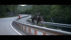 Two Moose Hit The Road