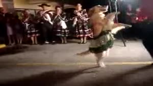 Dog Dancing Merengue