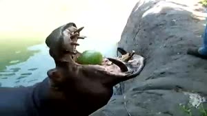 Hippo Eats Whole Melons