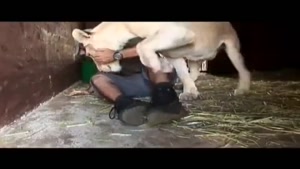 Lioness Shows Trust In Man With Her Newborn Cubs