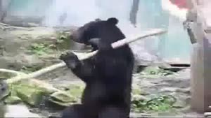 Ninja Bear