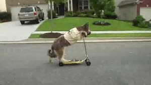 Dog Runs Off On Scooter