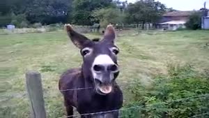 Sreaming Donkey