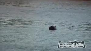 Seagull Lands On Sea Mine