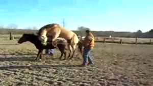 Horny Horse Fail