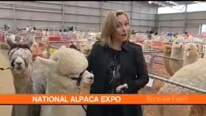 Alpacas Get It On, On Live TV