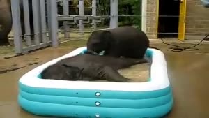 Baby Elephants Taking A Bath