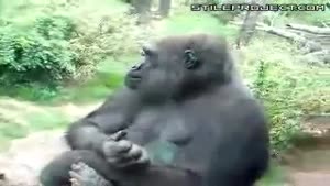 Puking Gorilla