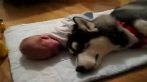 Baby And Husky Cry Together