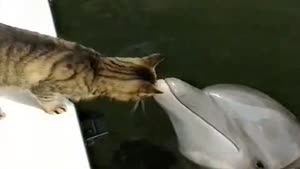 Cat And Dolphin Cuddling