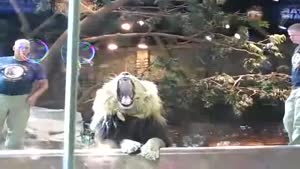 Lion Goes After Zoo Employee