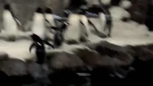 Fastest Pinguin In The World