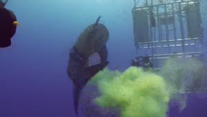 Great White Shark Takes A Dump In Front Of Divers In Cage
