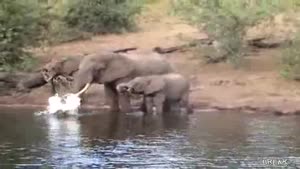 Crocodile Attacks Elephant