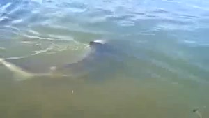 Sharks In Lake Near The Golf Course